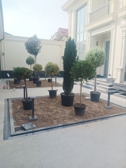 Archa keshish va dorlash dekrativni daraxtlar