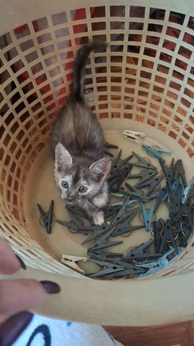 Отдам даром котят