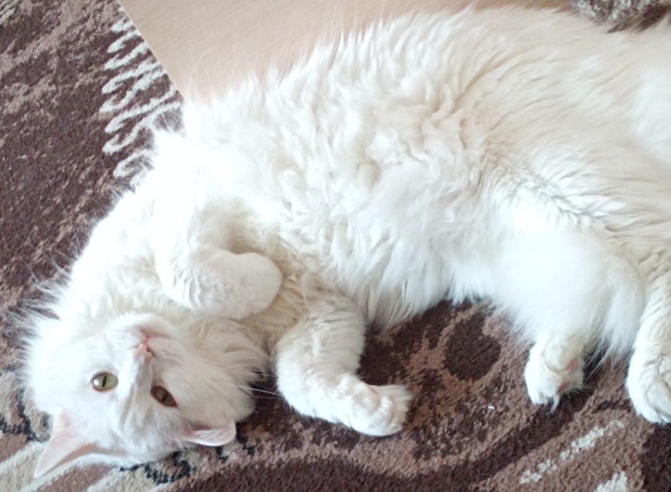 Белый кот Турецкая Ангора