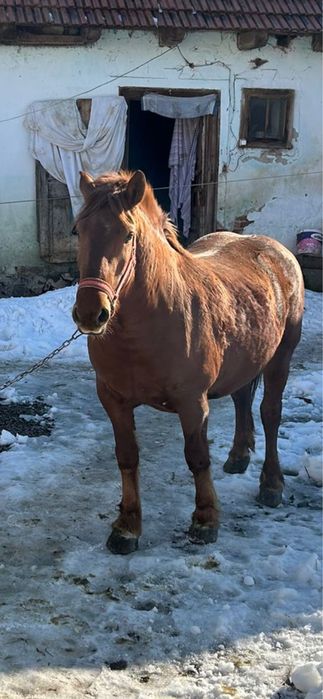 Schimb iapa cu vaca cu vitel