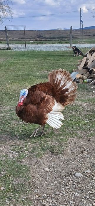 Disponibile oua de curci bourbon si splash!!