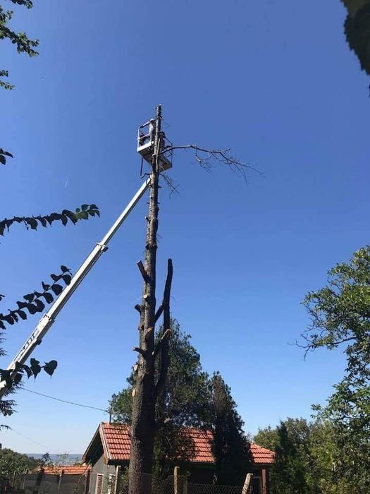 Рязане на високи опасни дървета