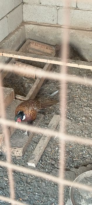 Фазаны охотничии, румынскии