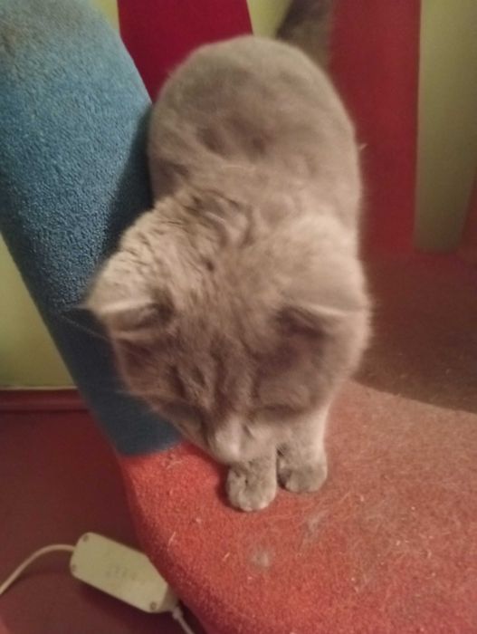 Отдам серенькую кошечку