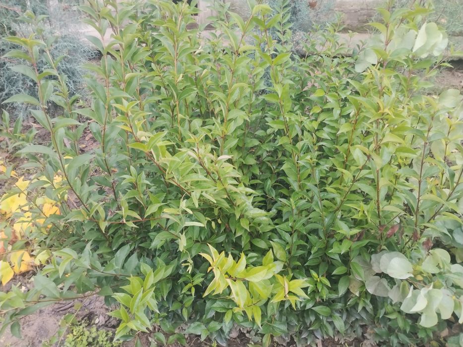 Lola Bagriyannik Buruchina VA Har Hil archalar bor