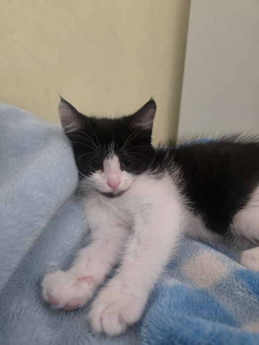 Котёнок,  очень нежные милые.