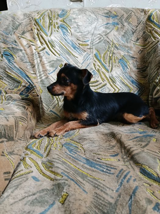 Пинчер мальчик продам