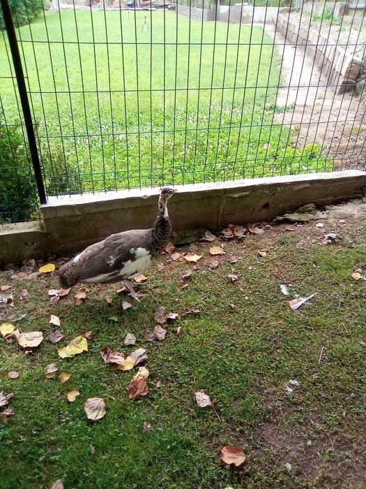 Se vinde o femelă arlechin bine dezvoltată