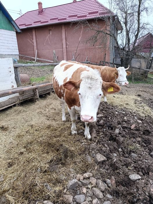 Vând Bălțata românească