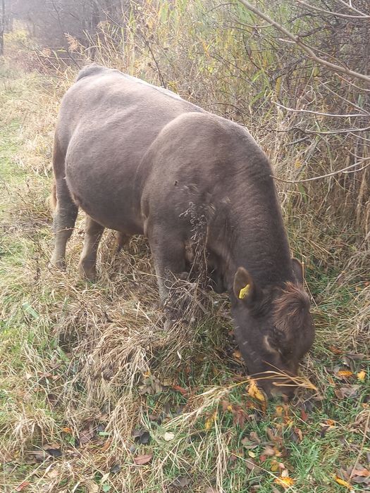 Vând taur Angus, vârstă 14 luni