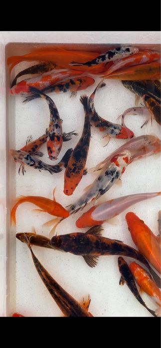 Crapi koi iazuri