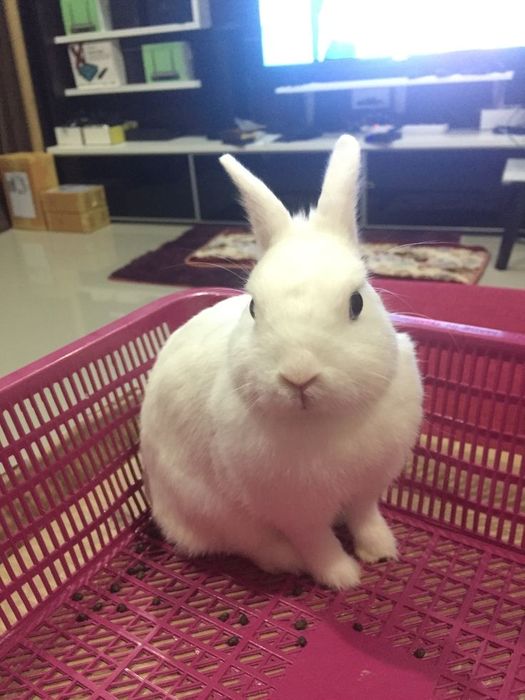 Декоративный кролик (Гермелин)