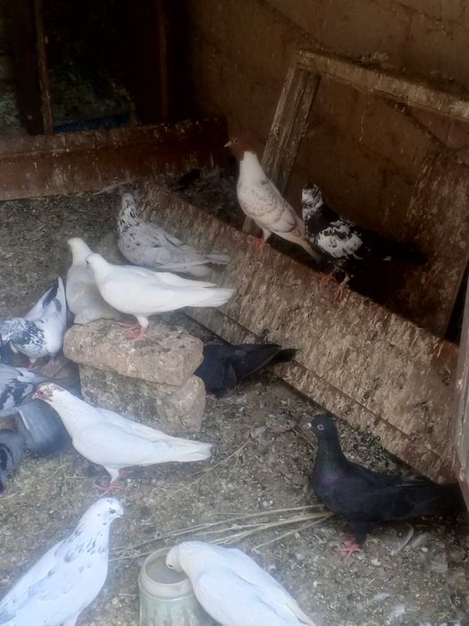Бакинцы иранцы пакистан