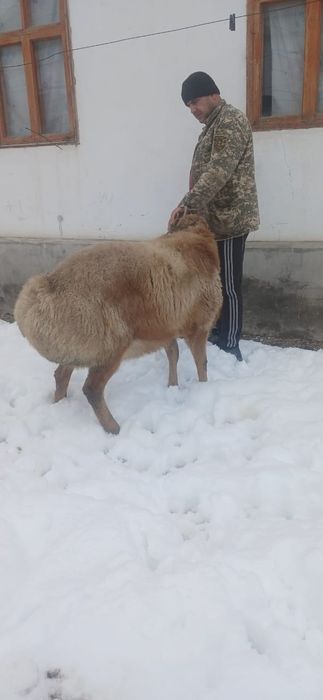 Продам кочкара..