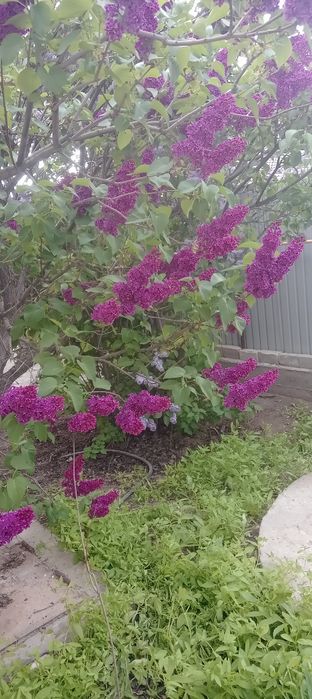 Сирень сорт "Красная Москва"