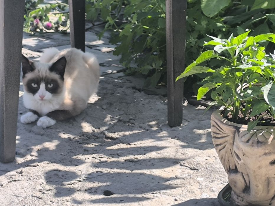 Отдам кошечку в добрые руки