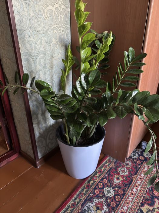 Замиакулькас (Долларовое дерево)