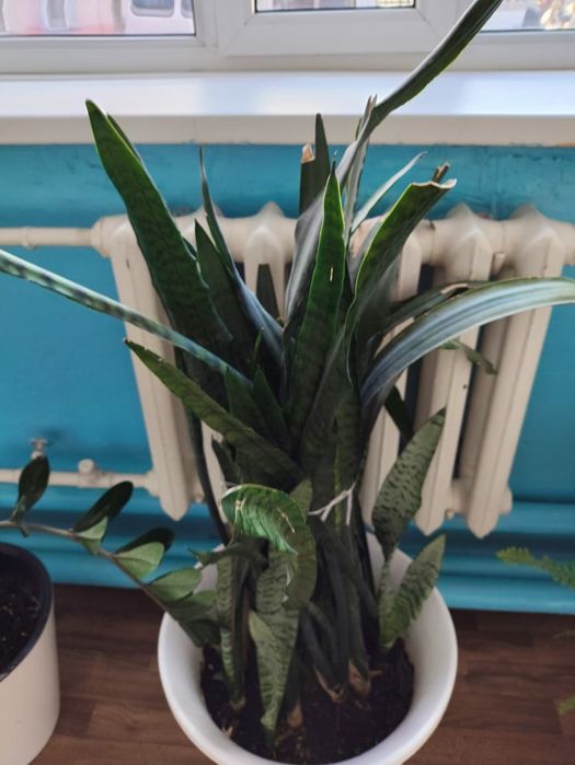 Продам комнатные цветы 50 горшков