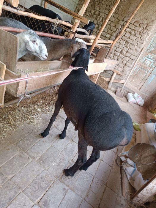 Marosimlarga qoy qochqorlar bor trik vazniga баран