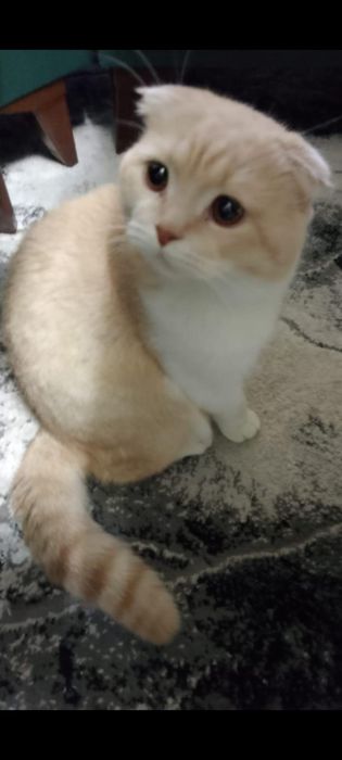 Kammi bor kelishiladi