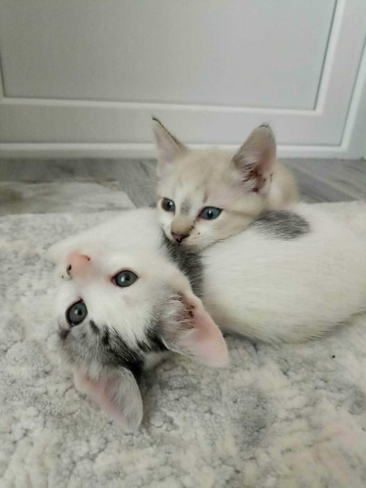 Dau spre adoptie pisoi