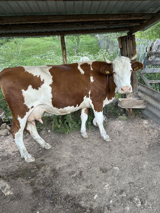 Vand vaca baltata