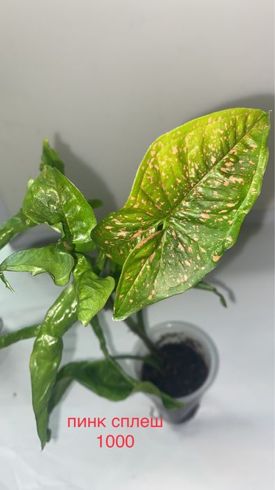 сингониумы