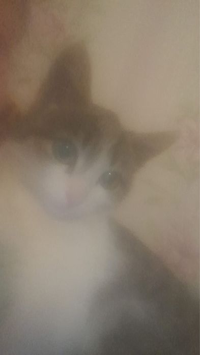 Котенок в надежные руки