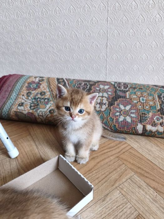 Продаются котята породы британская короткошерстная (золотая шиншилла)