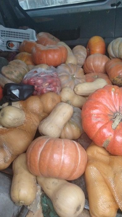 Продам домашнюю тыкву