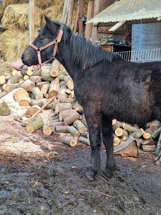 Vand manz de 11 luni