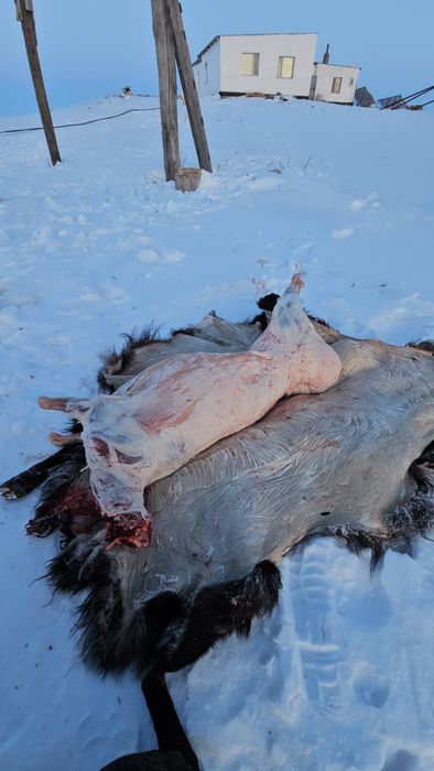 Қой кои сатылады