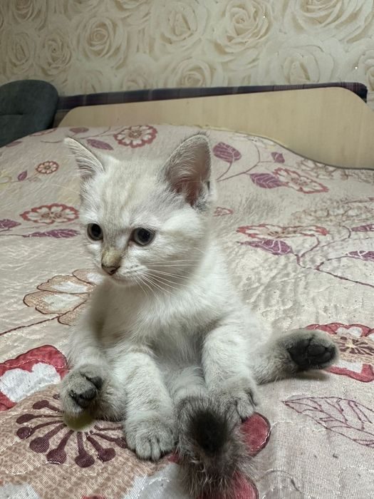 Отдам котят бесплатно