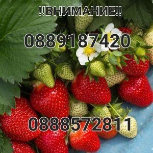 Продавам!! Расат Ягоди! Малини!