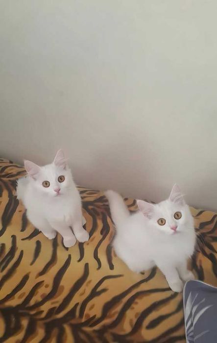 Отдаем совершенно бесплатно в самые добрые и ответственные руки котят.