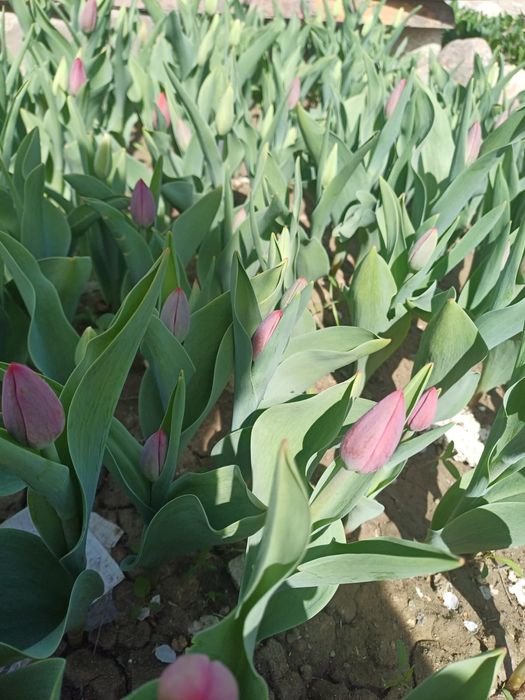 қызғалдақ тұқымы