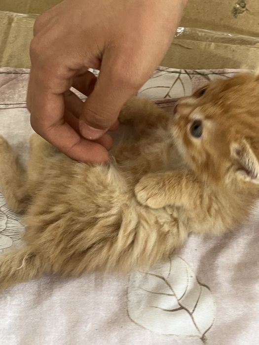 Отдам котят в добрые руки