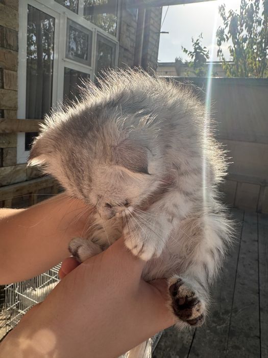 Котята