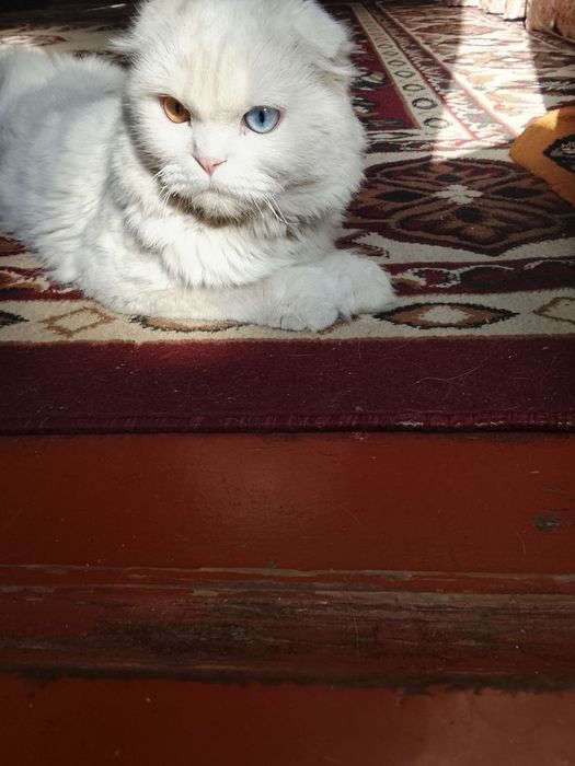 Мушук сотилади Андижон