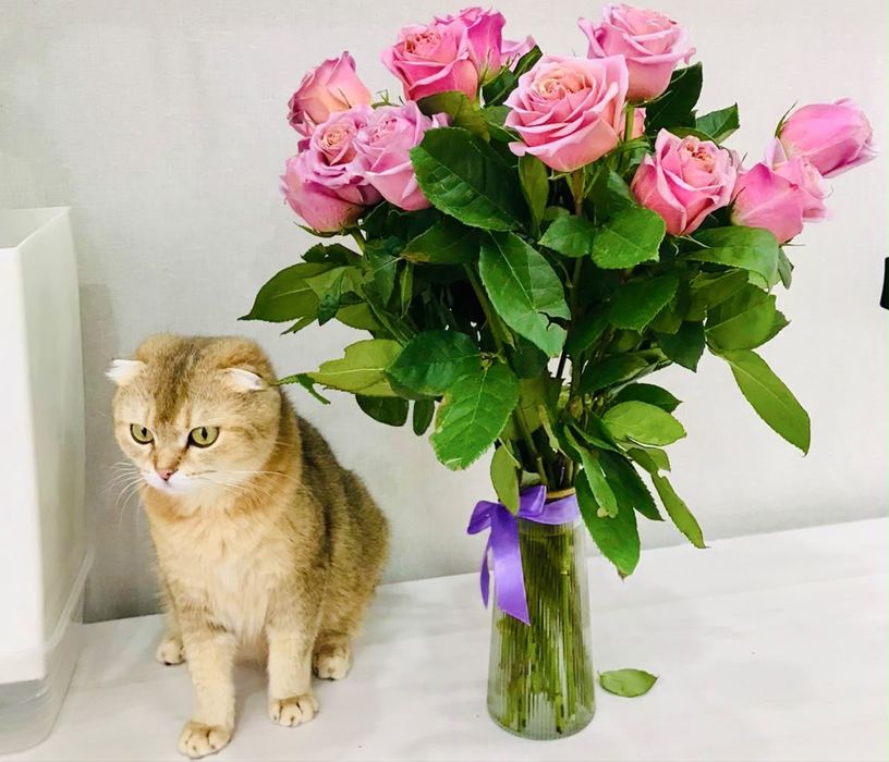 шиншилла золото самка