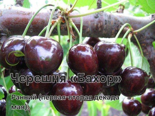 Саженцы ассортимент