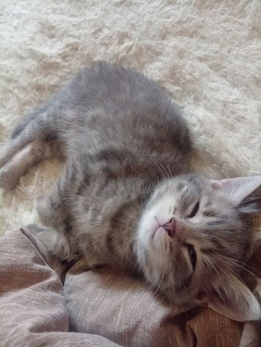 Котята мальчики .