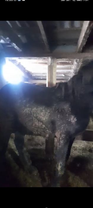 Продам Тайлар Кунандар с откорма