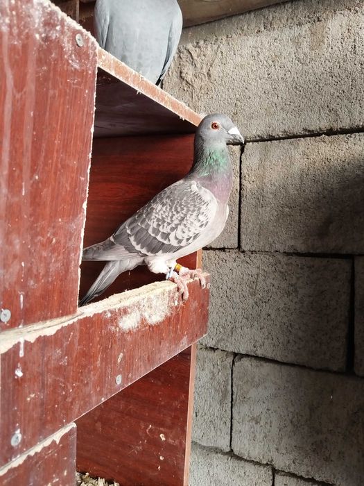 Продам голубей..