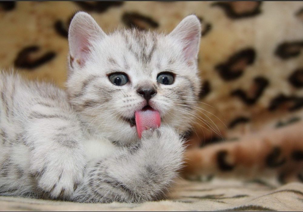 Шотландские котята