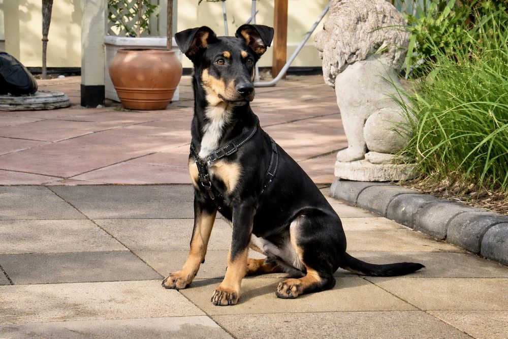 Собака Найла — готова стать частью вашей семьи