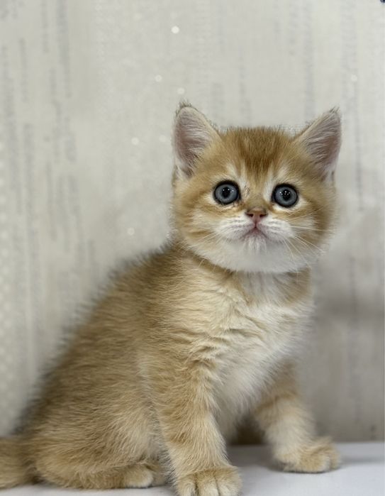 Британский Шиншилла Чистокровный Угл киз