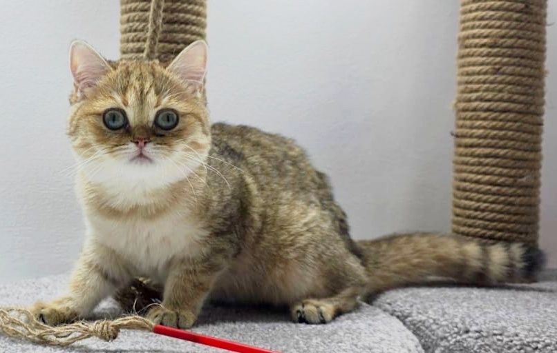 КоШечки  3 мес БритаНскиЕ