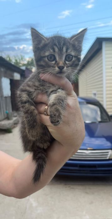 Отдам котят в добрые руки