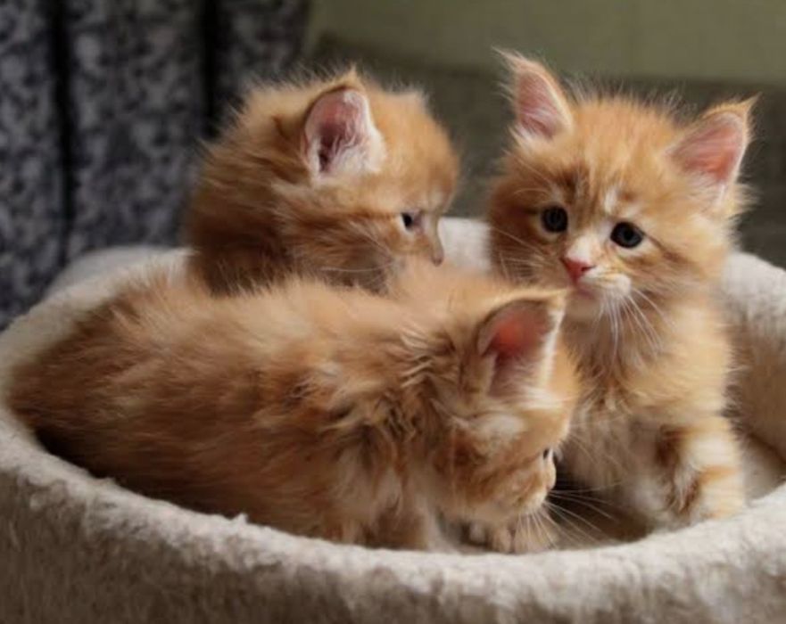 Котята Мейн куна